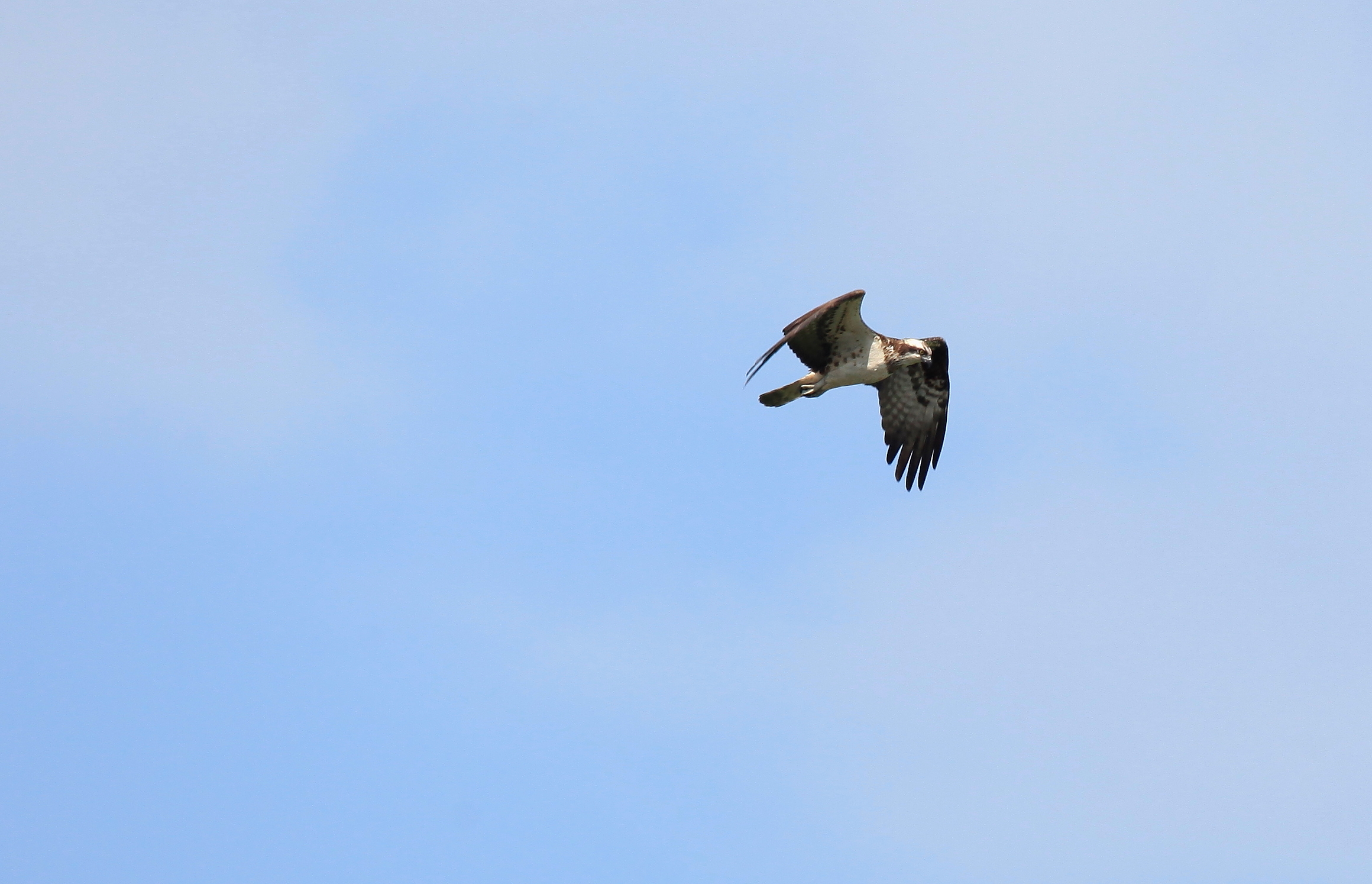 Buizerd of...........?